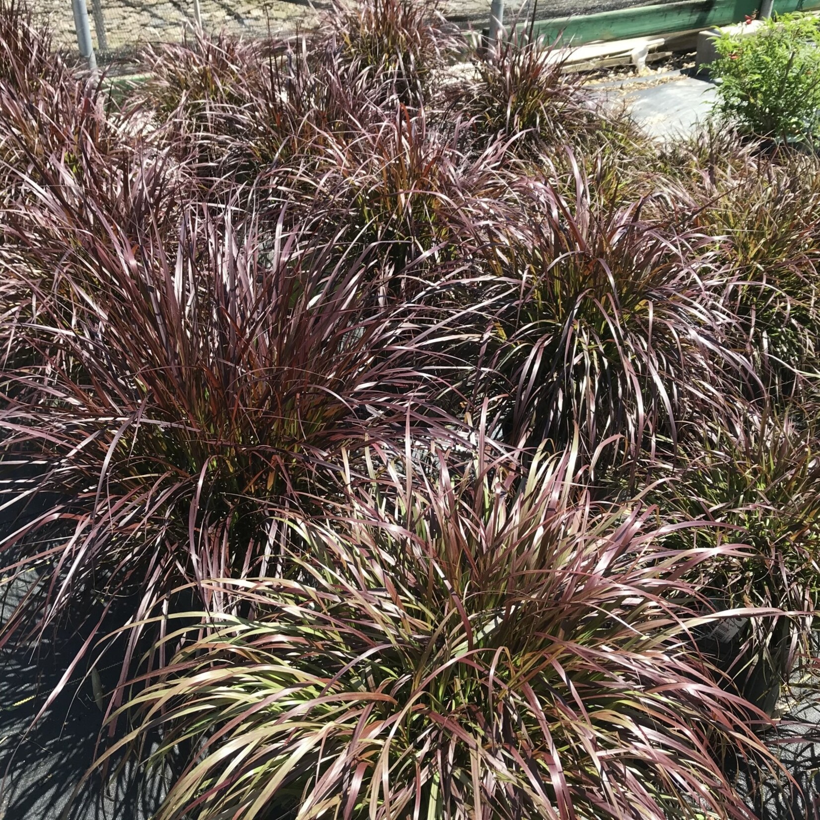 GRASS, 'PURPLE FOUNTAIN GRASS', 3G