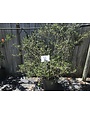 'PRIDE OF HOUSTON' YAUPON HOLLY PLANT, 15 GALLON