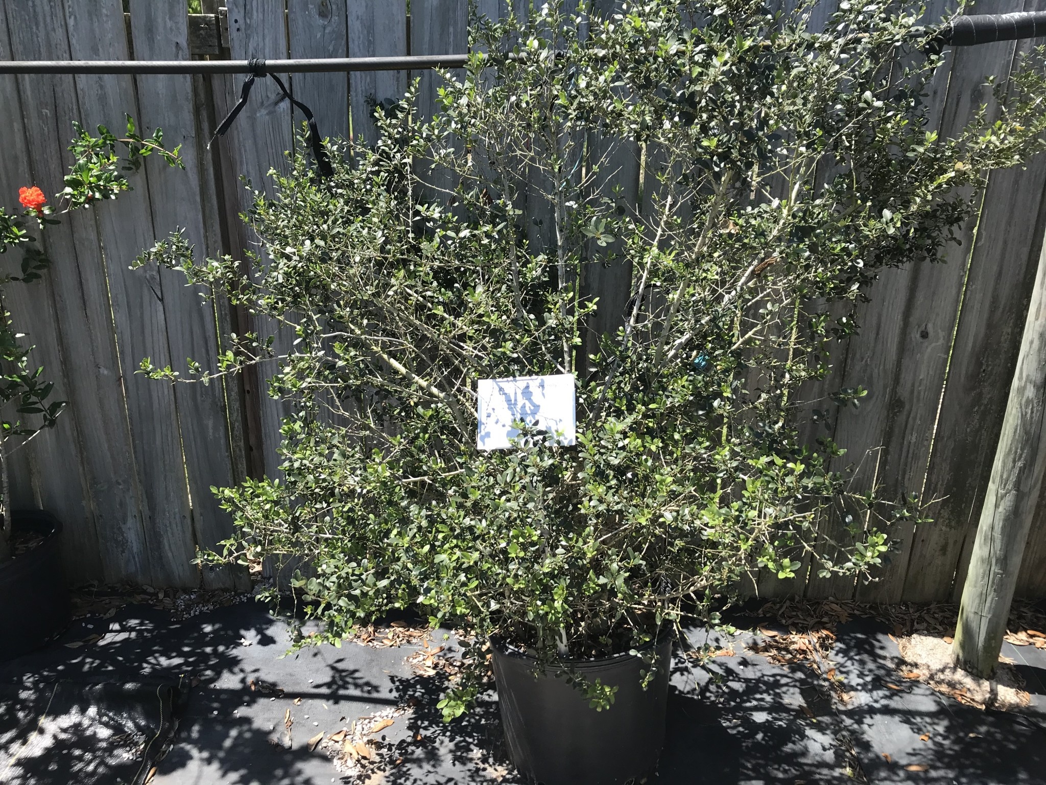 Pride of Houston Yaupon Holly 15 Gallon - Ilex vomitoria 'Pride of Houston'