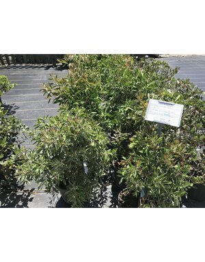 BOTTLEBRUSH, 'HARDY', 3G*