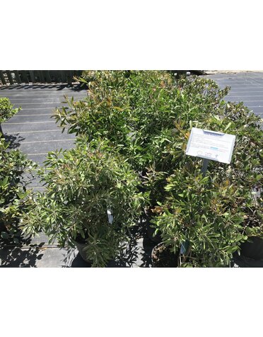 Bottlebrush 'Hardy' 3 Gallon