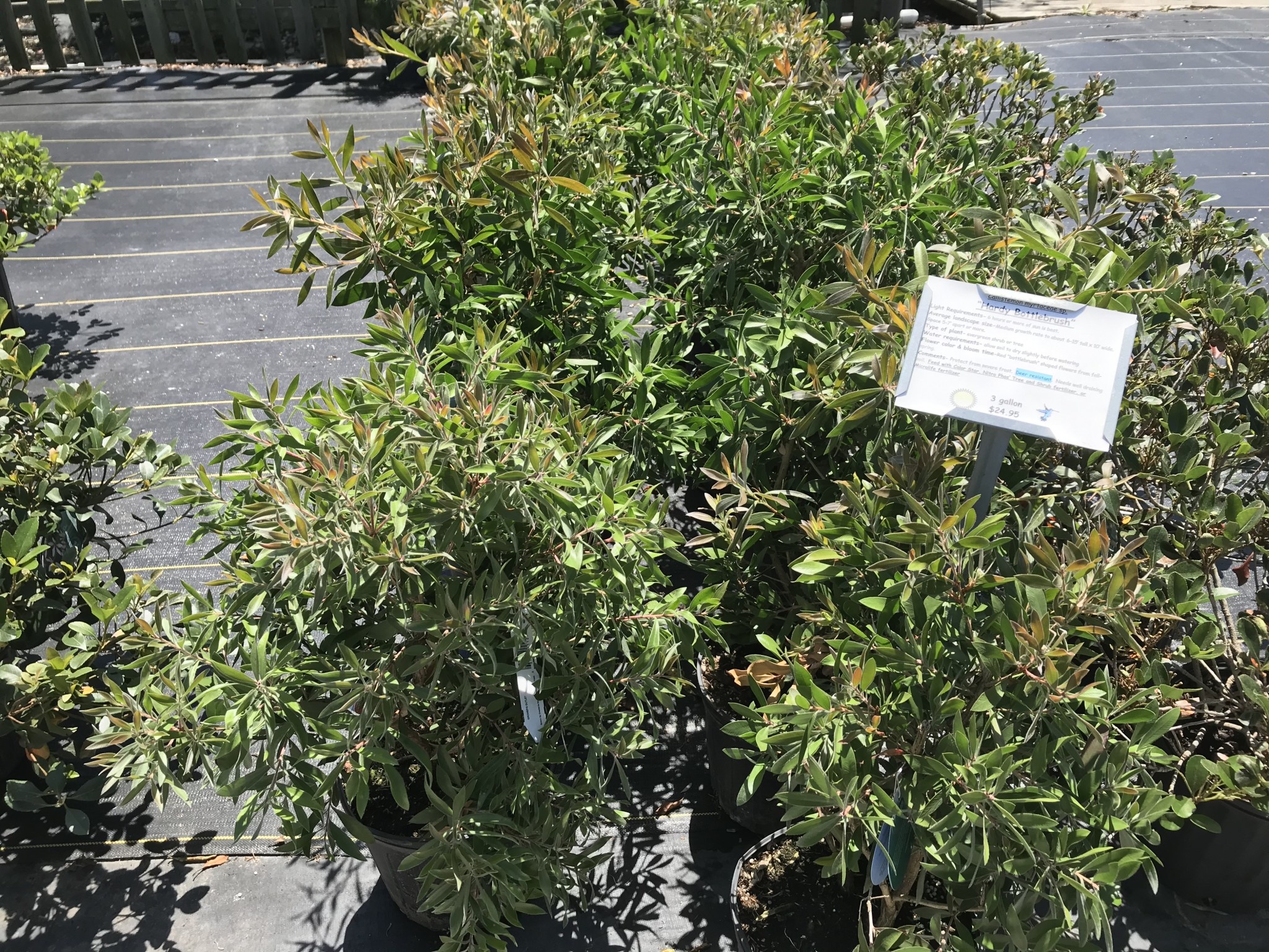 Bottlebrush 'Hardy' 3 Gallon