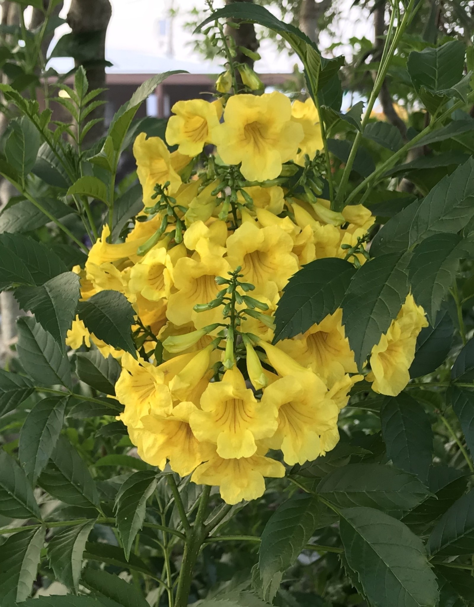 ESPERANZA GOLDSTAR 3G Growers Outlet