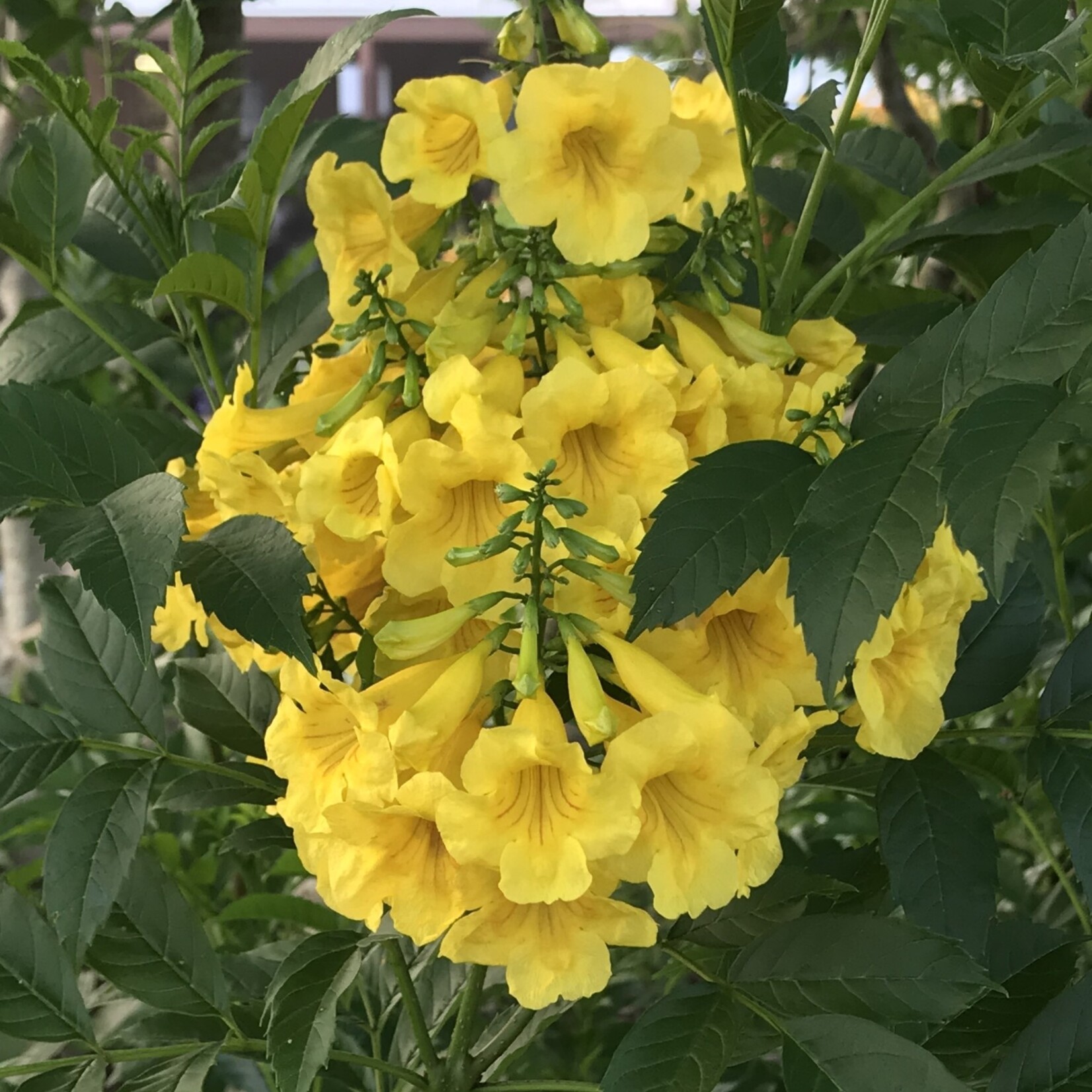 ESPERANZA 'GOLDSTAR', 3G