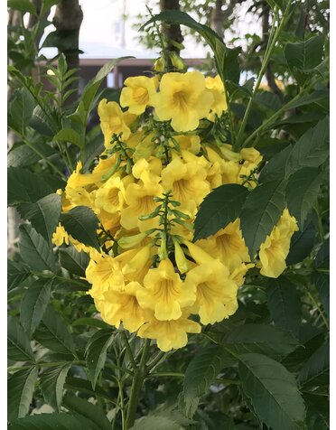 Esperanza 'Goldstar' 3G