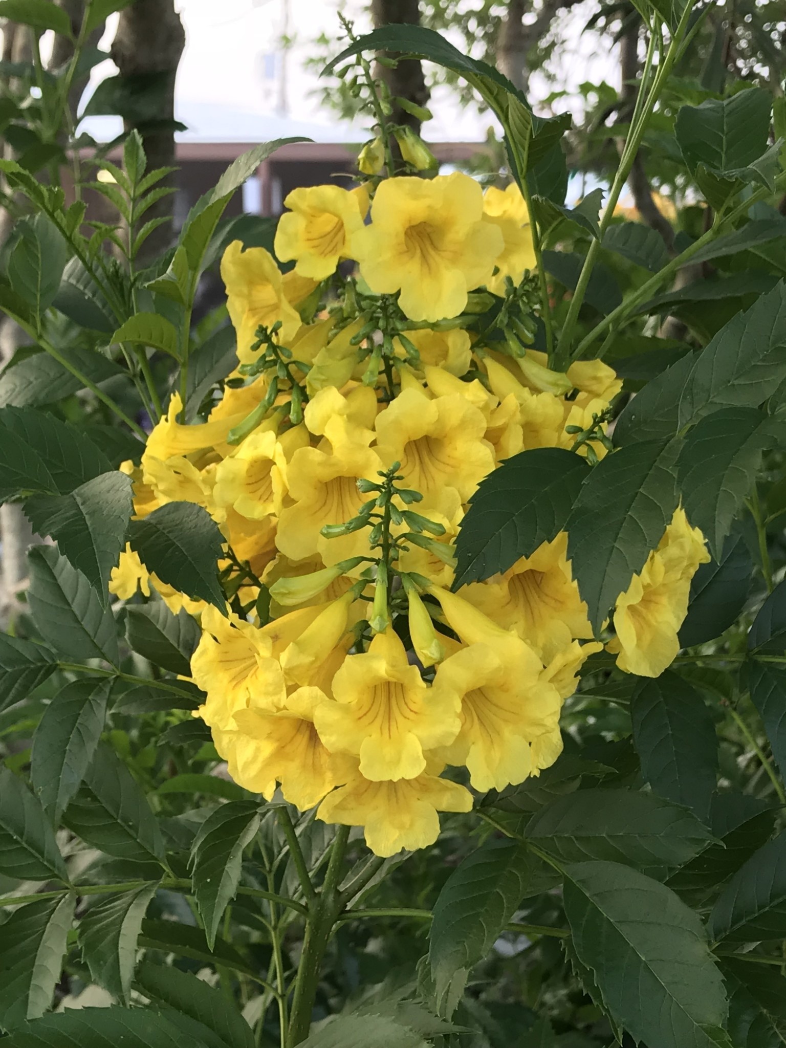 Goldstar Esperanza 3 Gallon - Tecoma stans 'Goldstar'