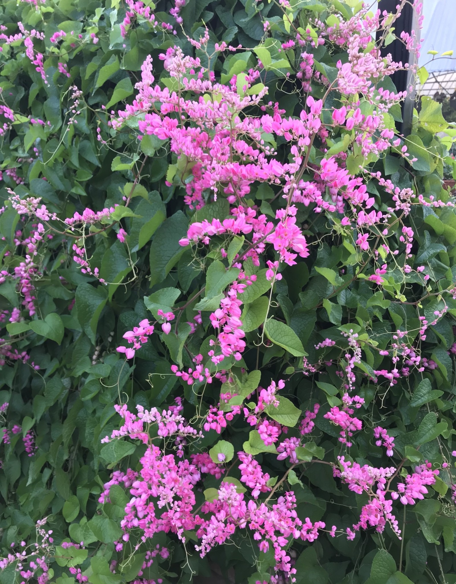 CORAL VINE PINK 5G Growers Outlet