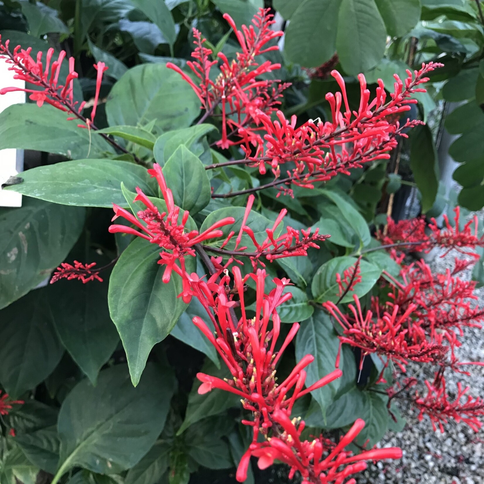 FIRESPIKE, RED 1G
