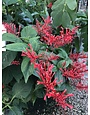 'RED' FIRESPIKE PLANT, 1 GALLON
