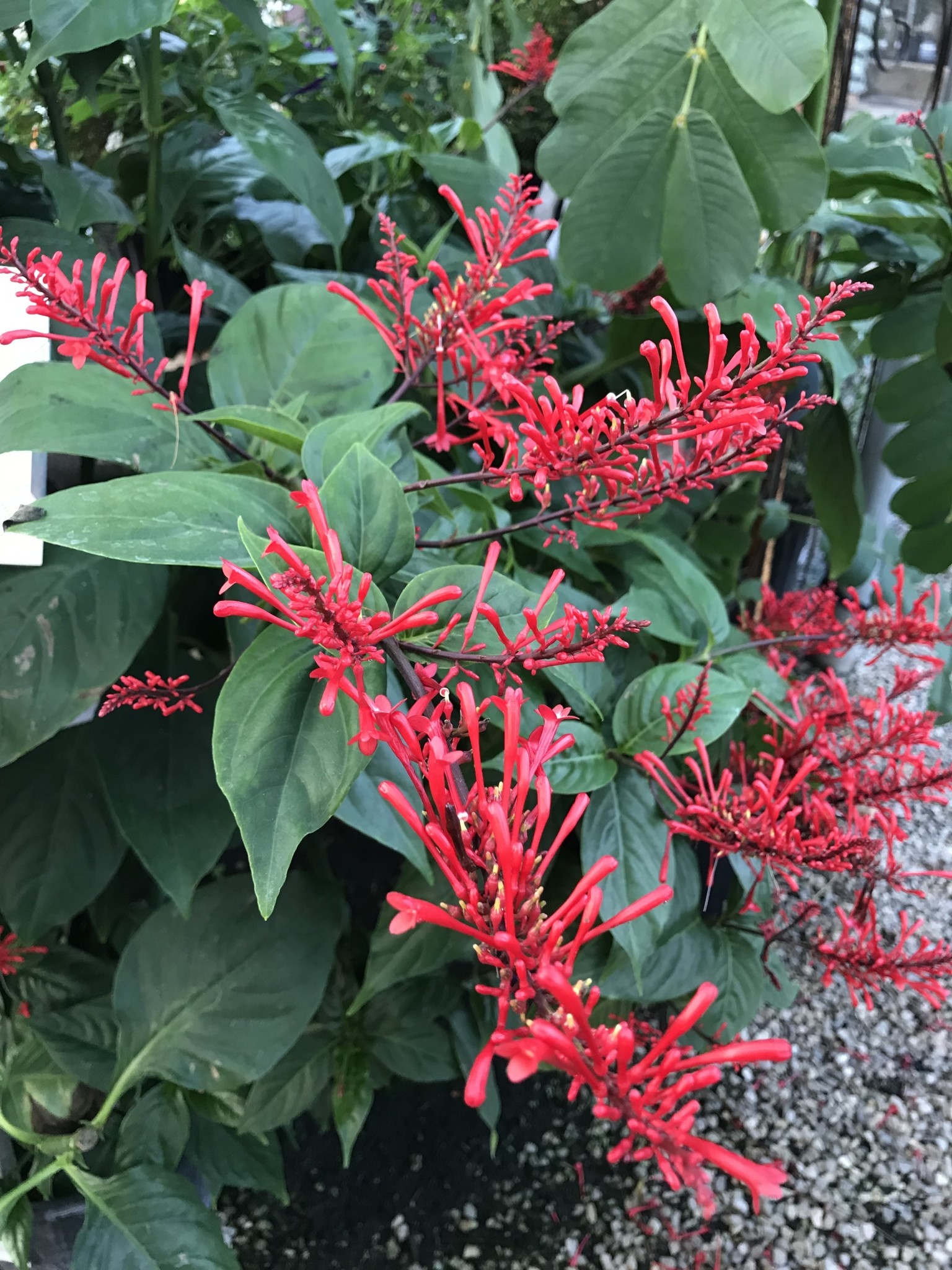 'RED' FIRESPIKE PLANT, 1 GALLON