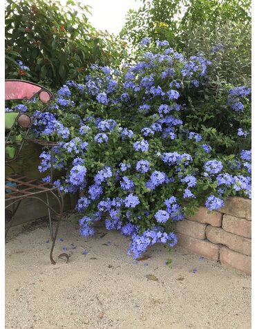 PLUMBAGO, 'BLUE', 1G*