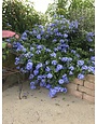 Creeping Plumbago 1 Gallon - Plumbago auriculata