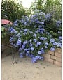 IMPERIAL BLUE PLUMBAGO PLANT, 3 GALLON