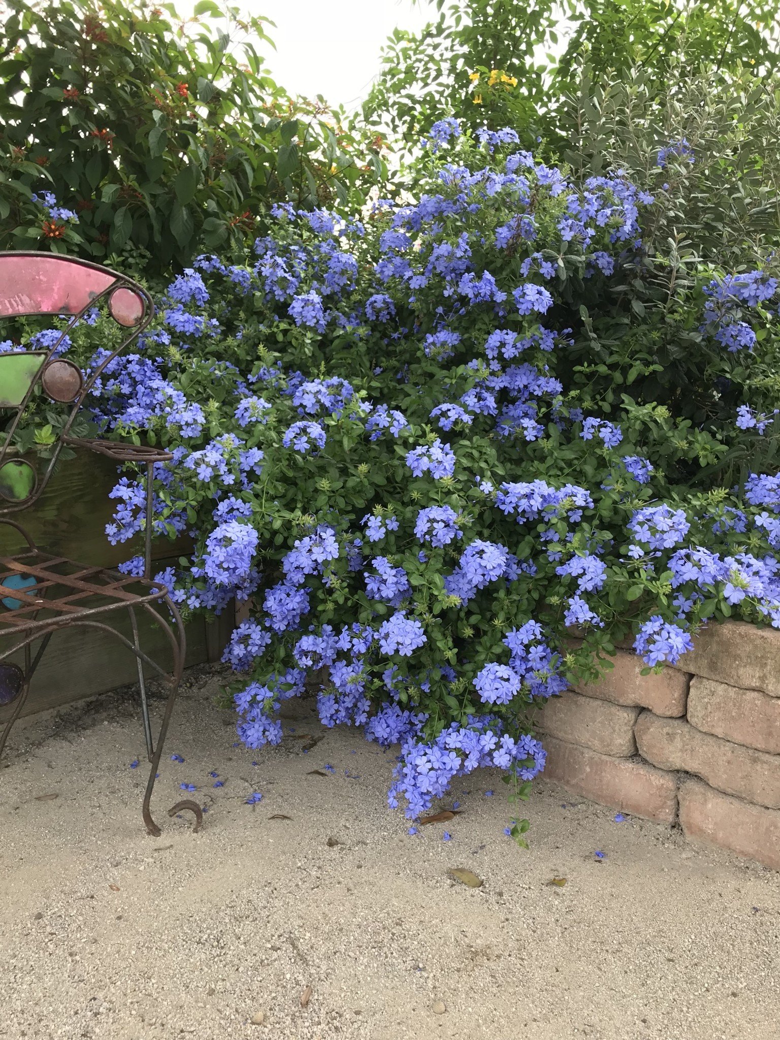 IMPERIAL BLUE PLUMBAGO PLANT, 3 GALLON