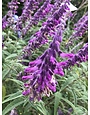 Salvia leucantha 'Mexican Bush Sage' 3 Gallon - Purple Fall Blooming Perennial