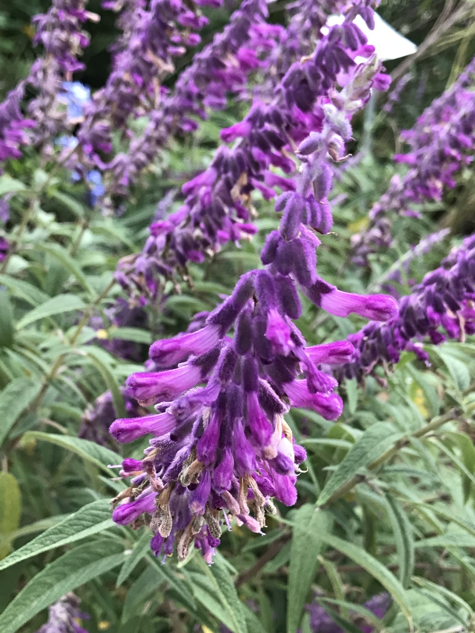Salvia leucantha 'Mexican Bush Sage' 3 Gallon - Purple Fall Blooming Perennial