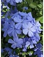 IMPERIAL BLUE PLUMBAGO PLANT, 3 GALLON