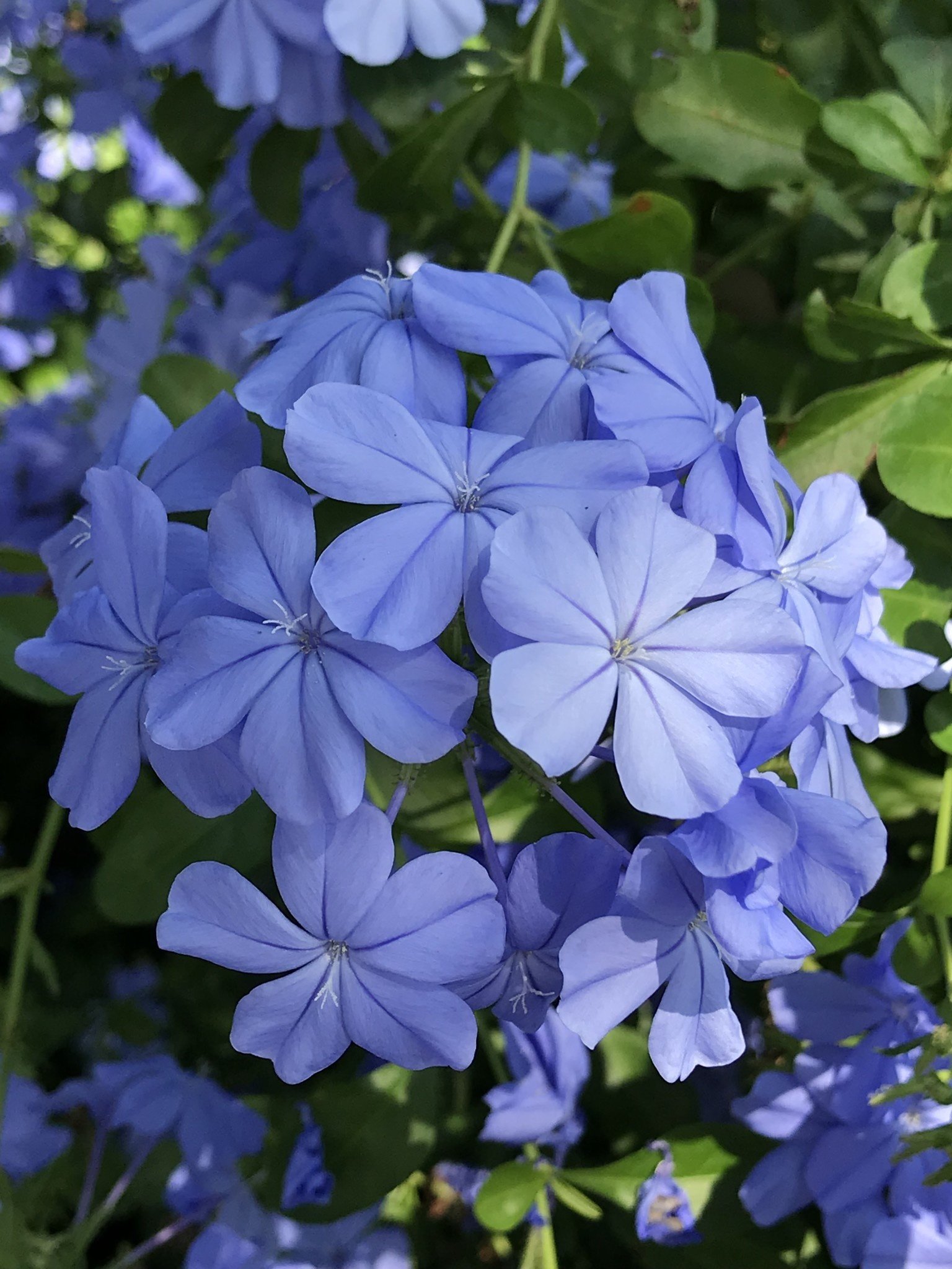 IMPERIAL BLUE PLUMBAGO PLANT, 3 GALLON