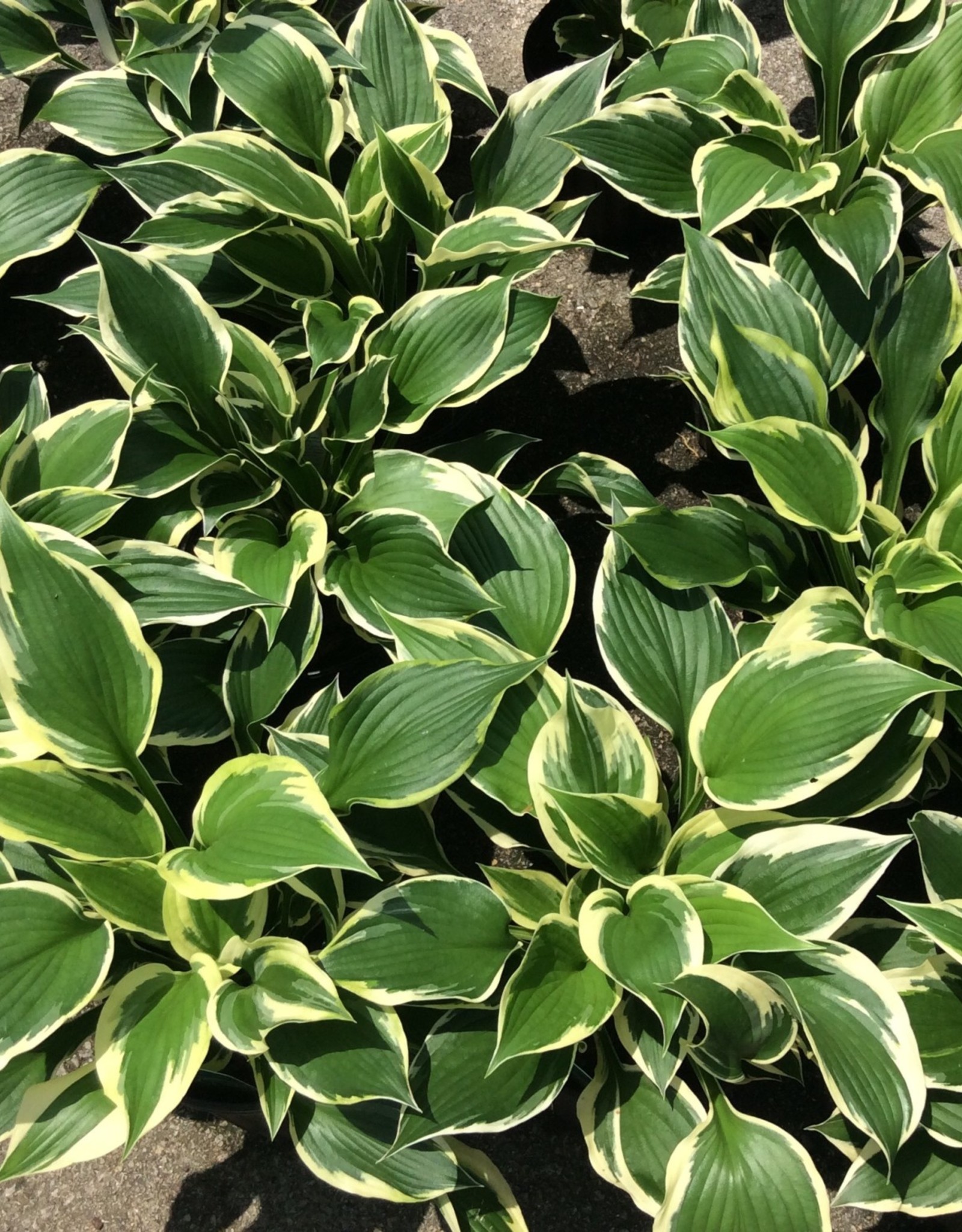 HOSTA PATRIOT 1G - Growers Outlet