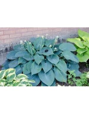 Hosta 'Blue Angel' 1G