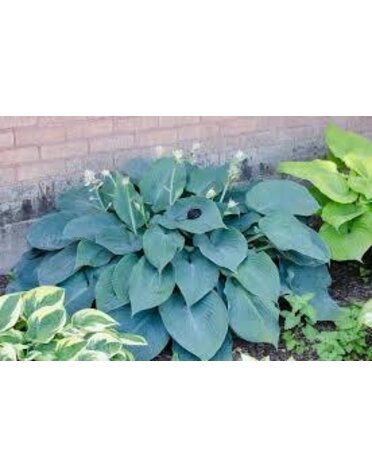 Hosta 'Blue Angel' 1G