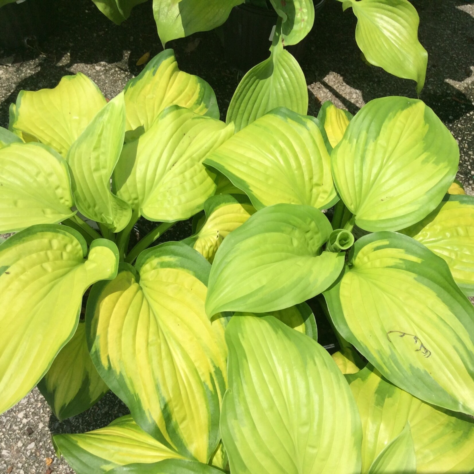 HOSTA, 'STAINED GLASS', 1G
