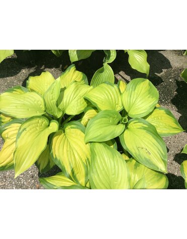 HOSTA, 'STAINED GLASS', 1G*