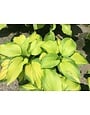 'Stained Glass' Hosta 1 Gallon - Golden Yellow Center