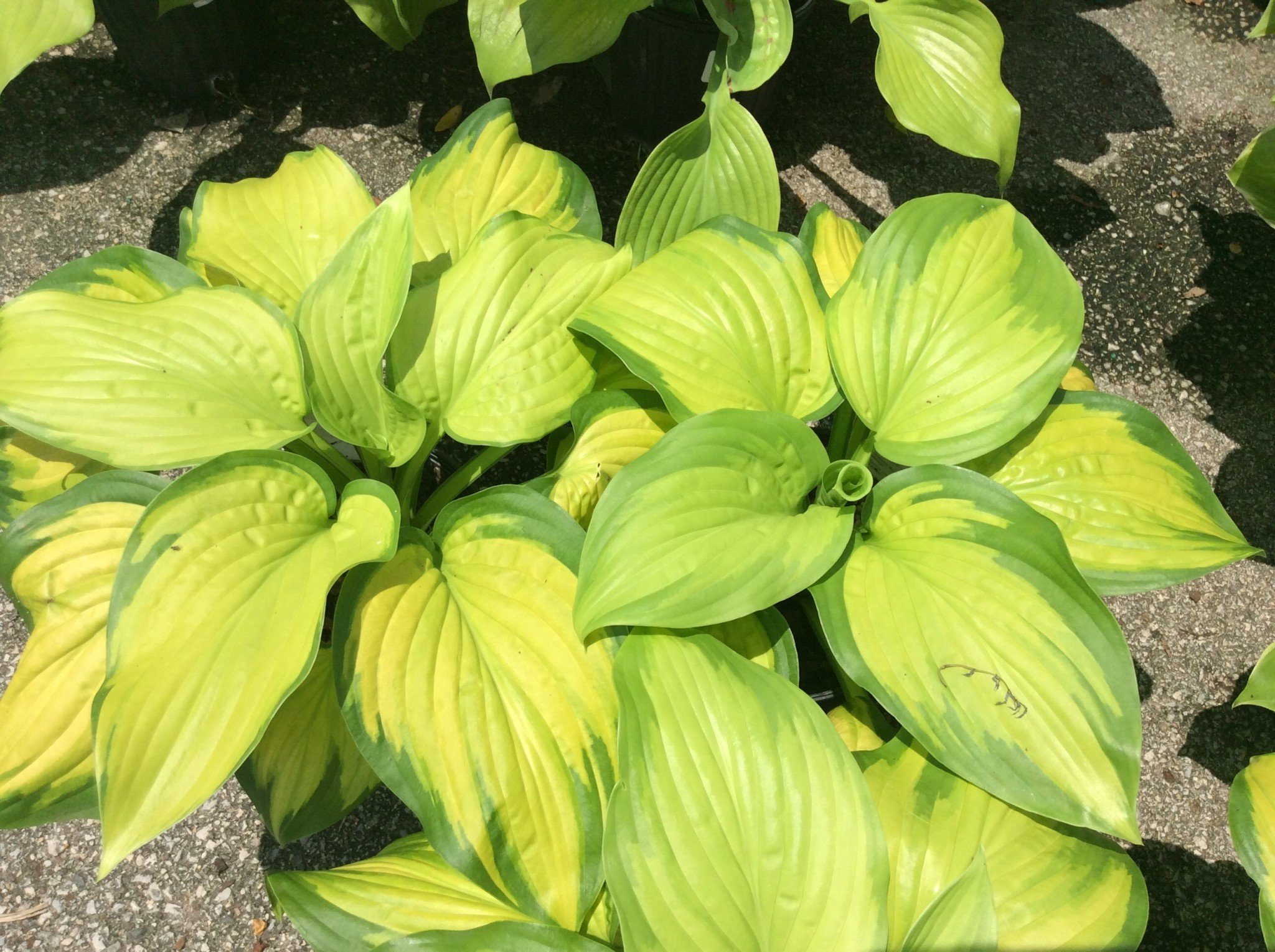 'Stained Glass' Hosta 1 Gallon - Golden Yellow Center