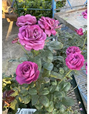 Rose 'Plum Perfect' 3G