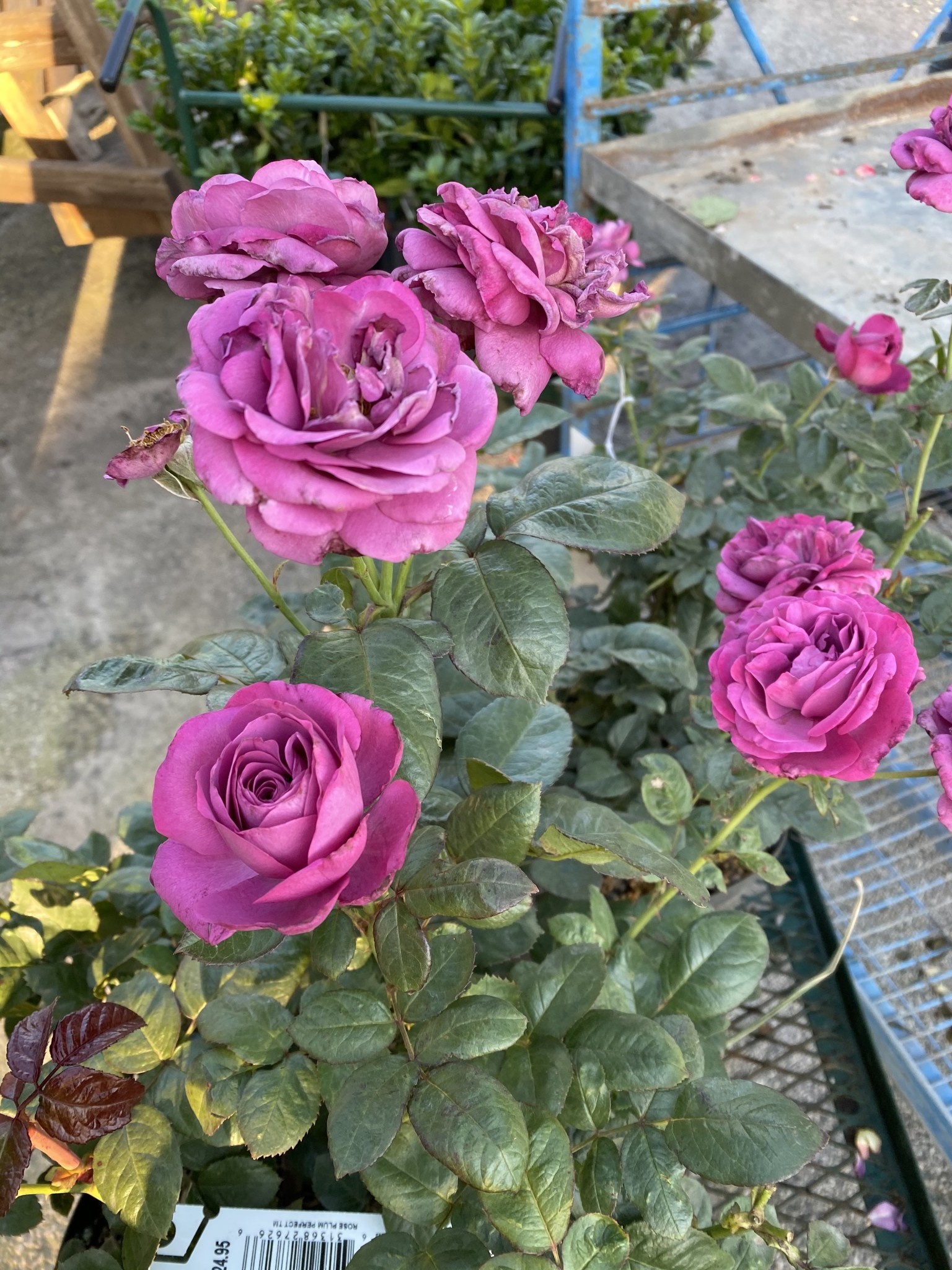 Plum Perfect Rose 3 Gallon - Rosa 'Plum Perfect'