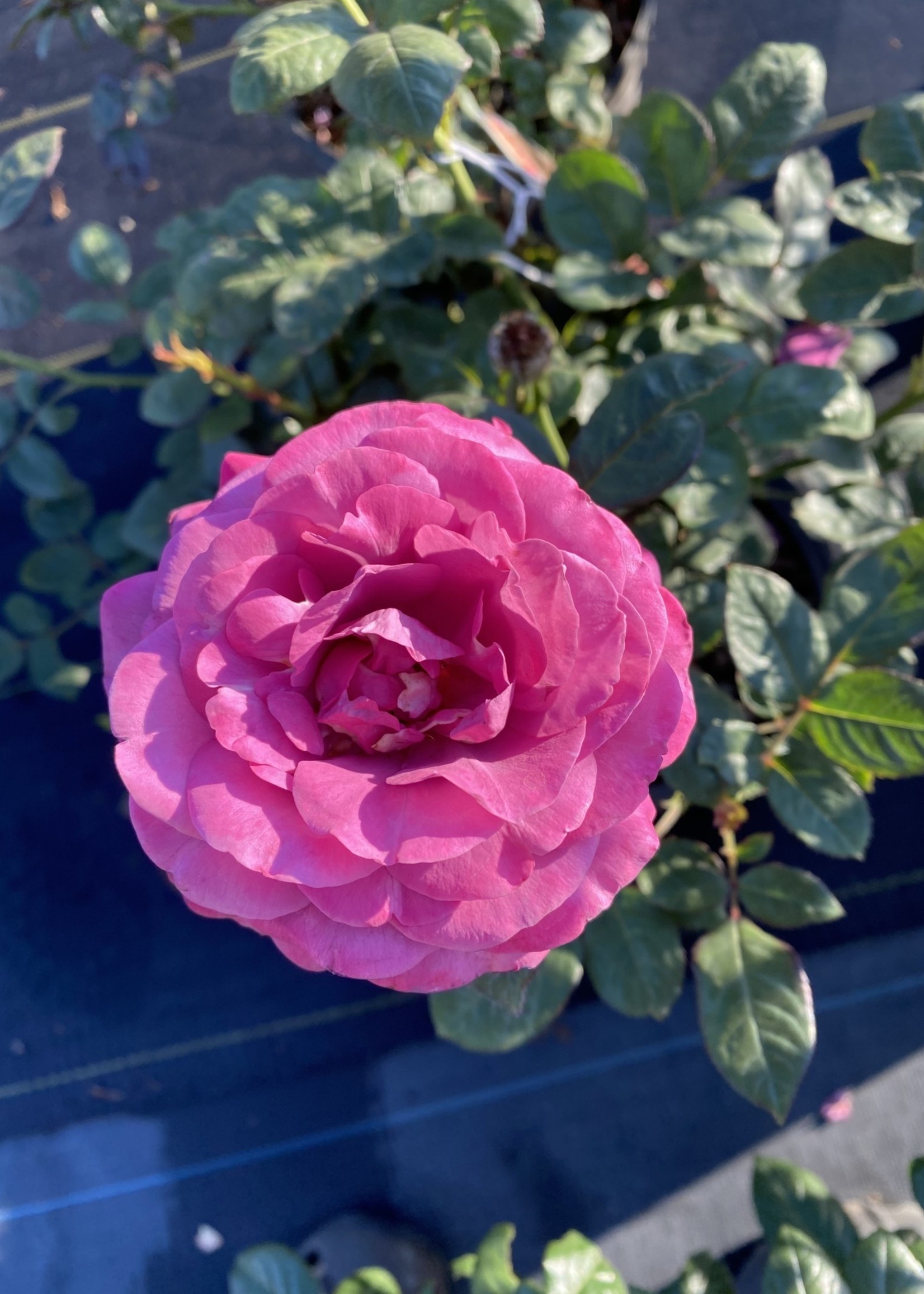 ROSE, Plum Perfect 3G - Growers Outlet Willis Texas