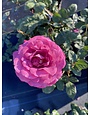 Plum Perfect Rose 3 Gallon - Rosa 'Plum Perfect'