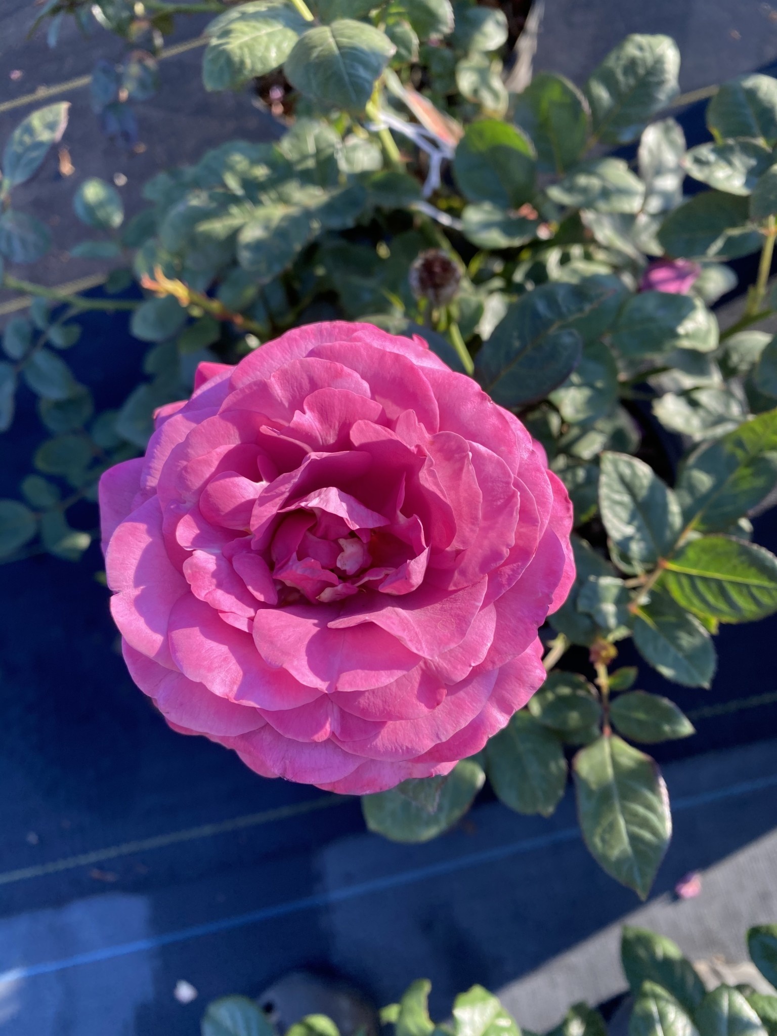 Plum Perfect Rose 3 Gallon - Rosa 'Plum Perfect'