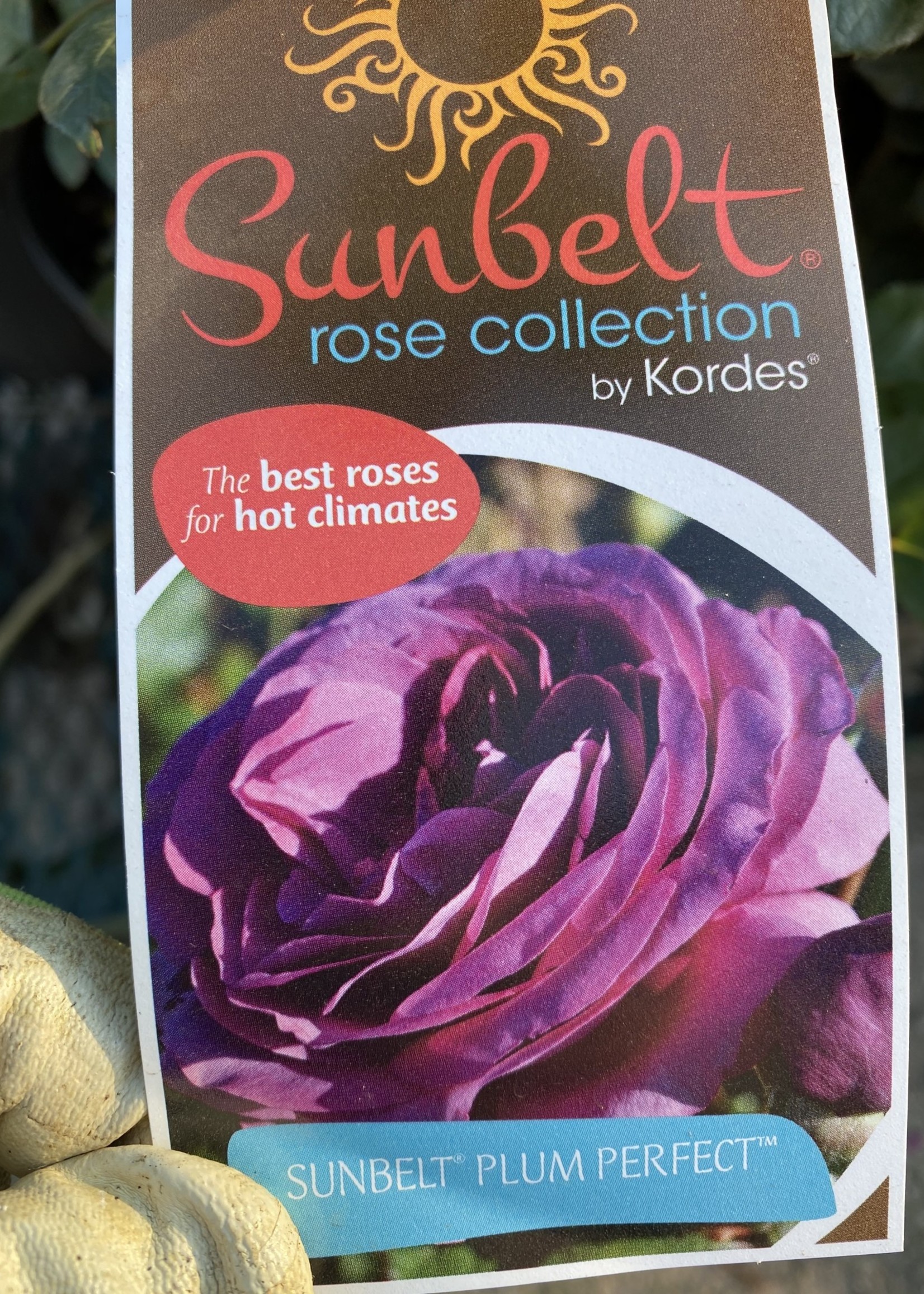 ROSE, Plum Perfect 3G Growers Outlet Willis Texas