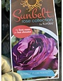 Plum Perfect Rose 3 Gallon - Rosa 'Plum Perfect'