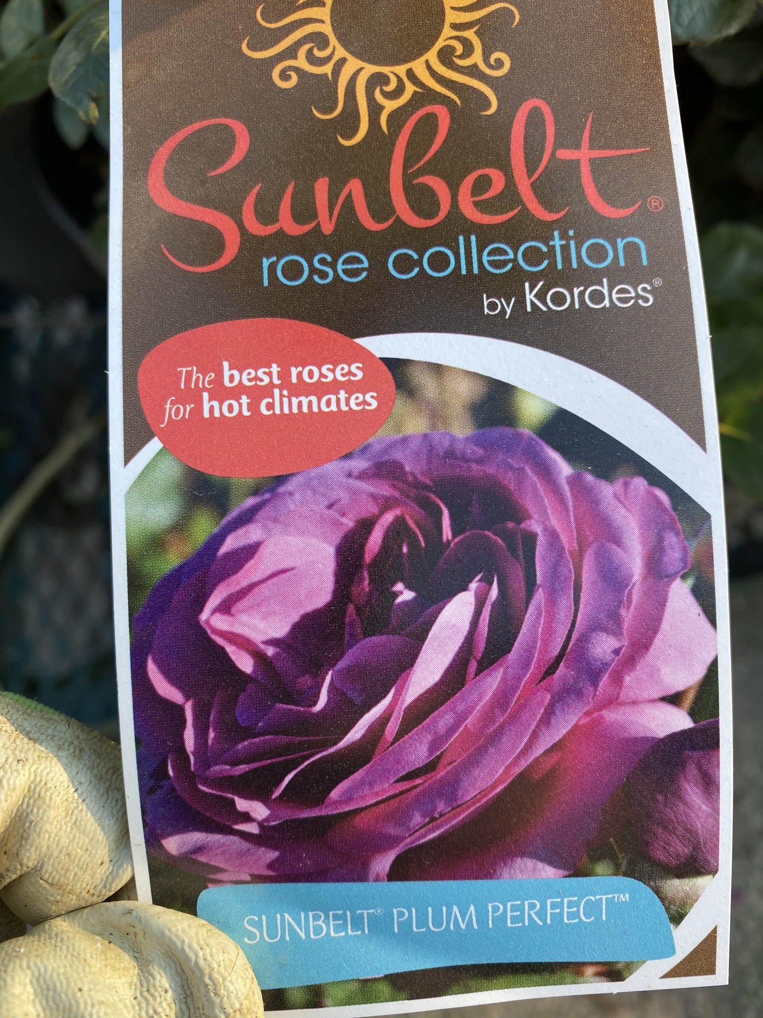PLUM PERFECT™ SUNBELT® ROSE BUSH, 3 GALLON