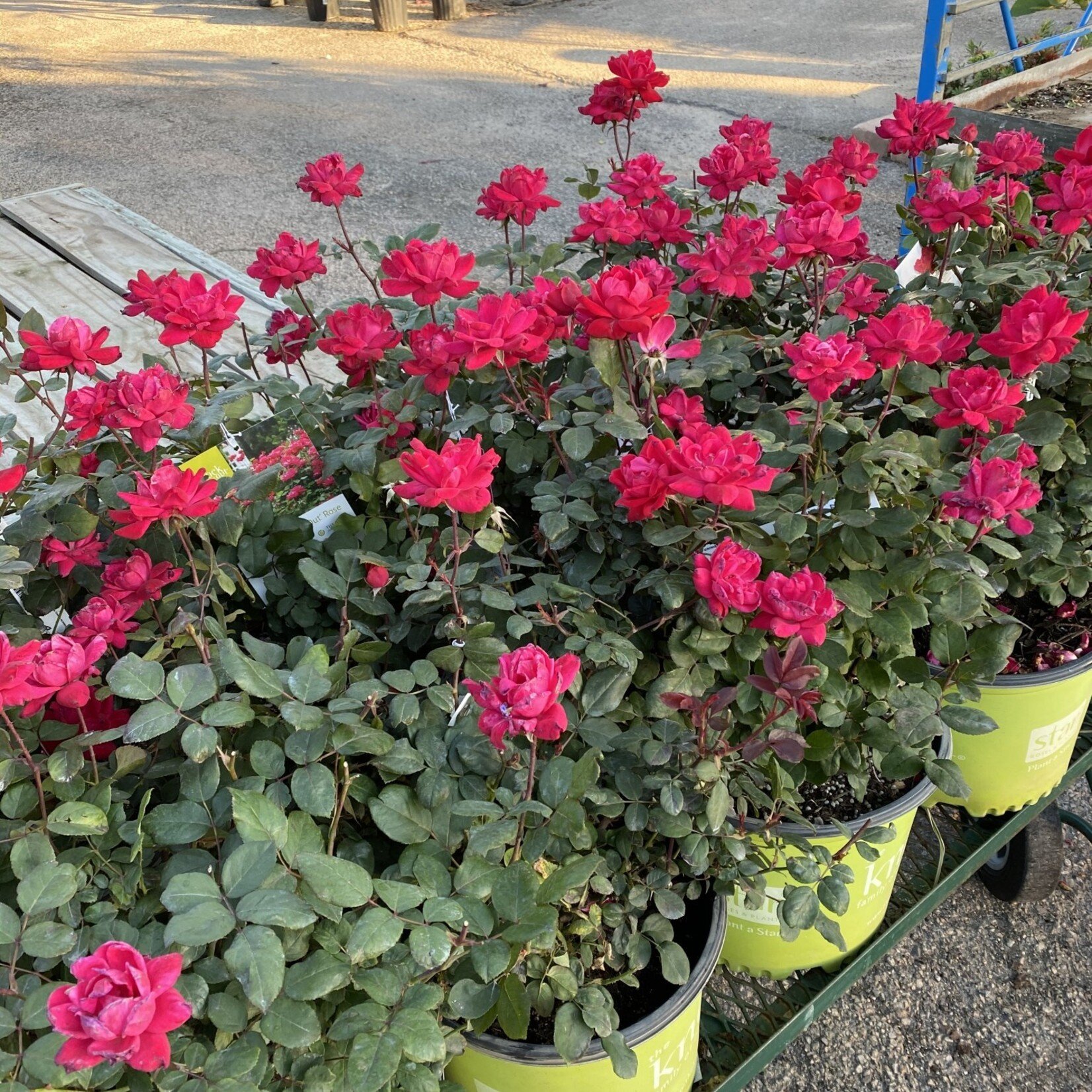 ROSE, 'KNOCK OUT', DOUBLE RED, 3G