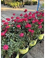 ROSE, 'KNOCK OUT', DOUBLE RED, 3G