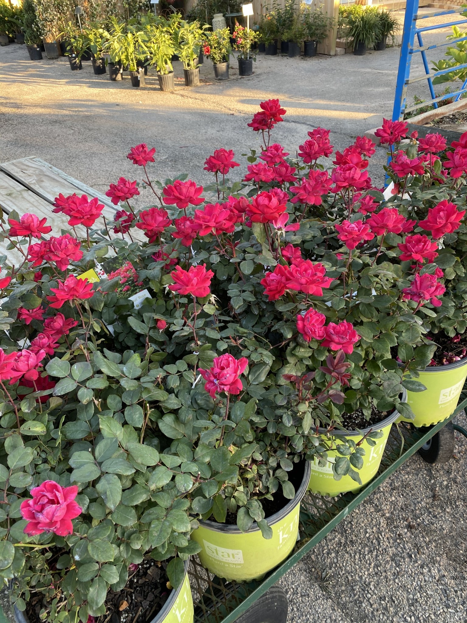 ROSE, 'KNOCK OUT', DOUBLE RED, 3G