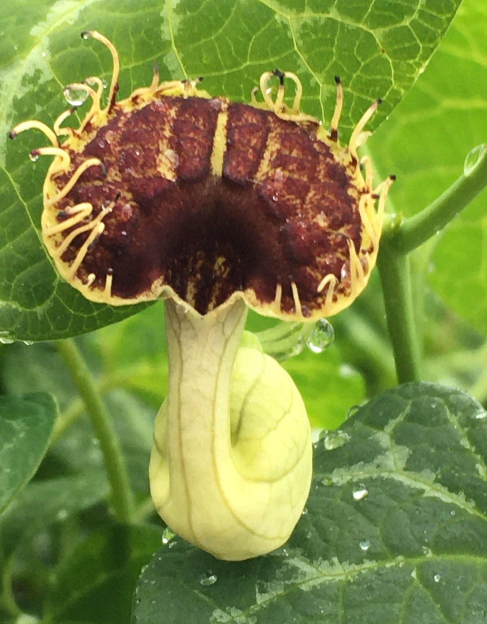 ARISTOLOCHIA, FIMBRIATA, Swallowtail pipe vine 1G 12.99 Growers Outlet