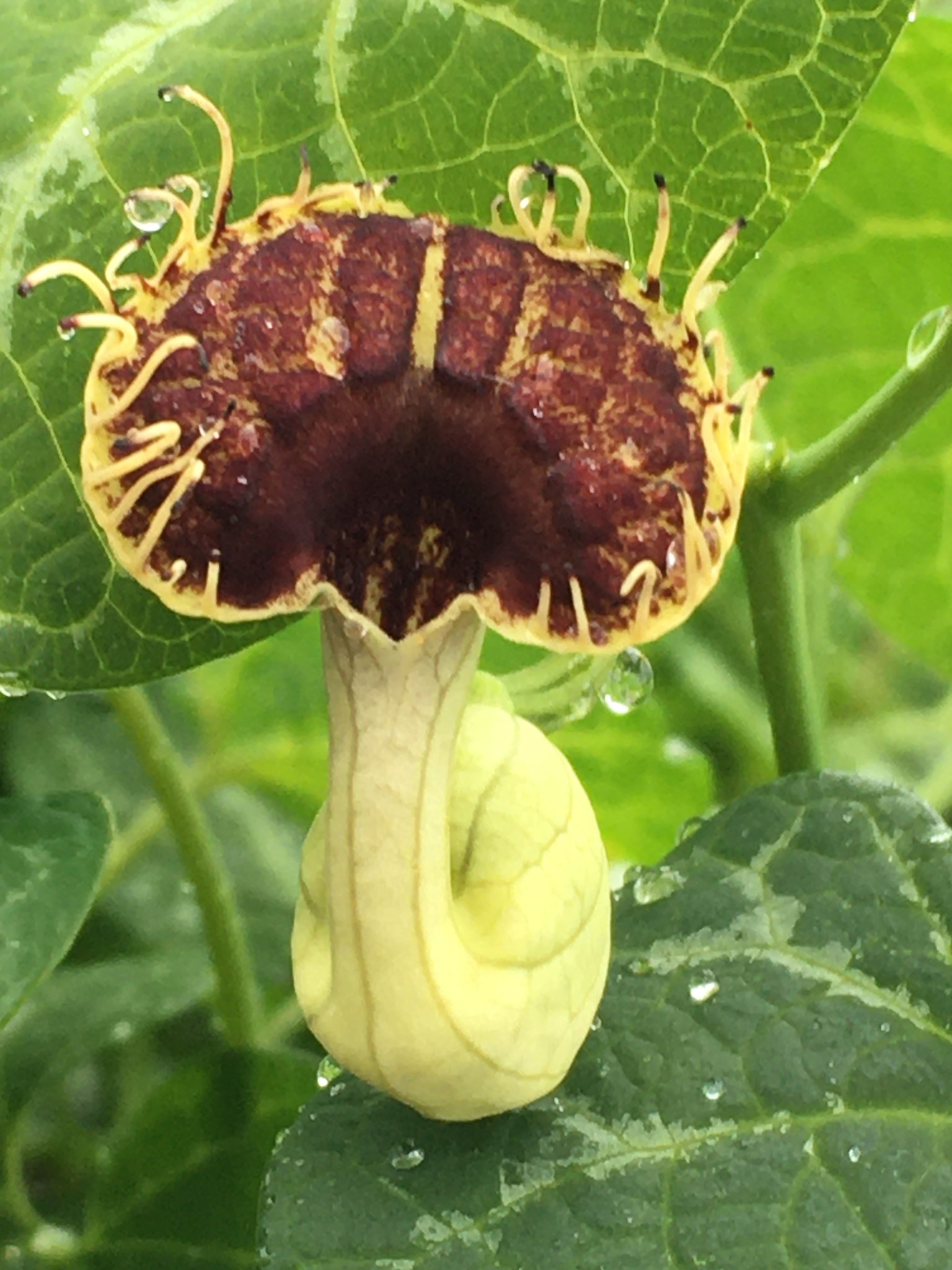 ARISTOLOCHIA, FIMBRIATA, Swallowtail pipe vine 1G 12.99 Growers Outlet