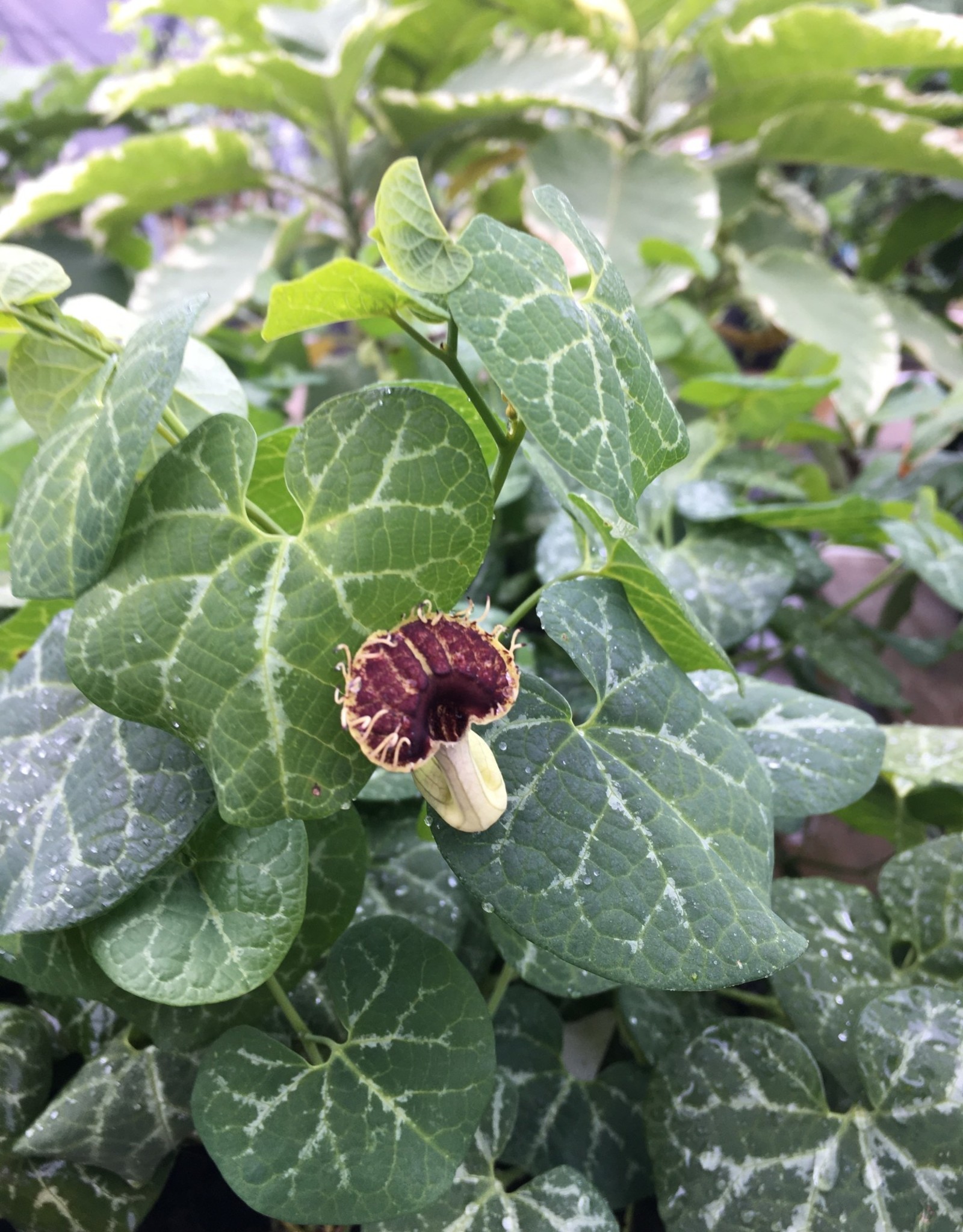 ARISTOLOCHIA, FIMBRIATA, Swallowtail pipe vine 1G 12.99 Growers Outlet