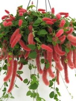 ACALYPHA, FIRETAIL (chenille) 10" HANGING BASKETHB