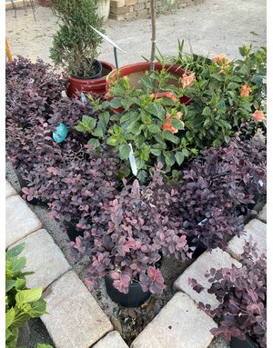 LOROPETALUM, 'LITTLE DAVID, 3G