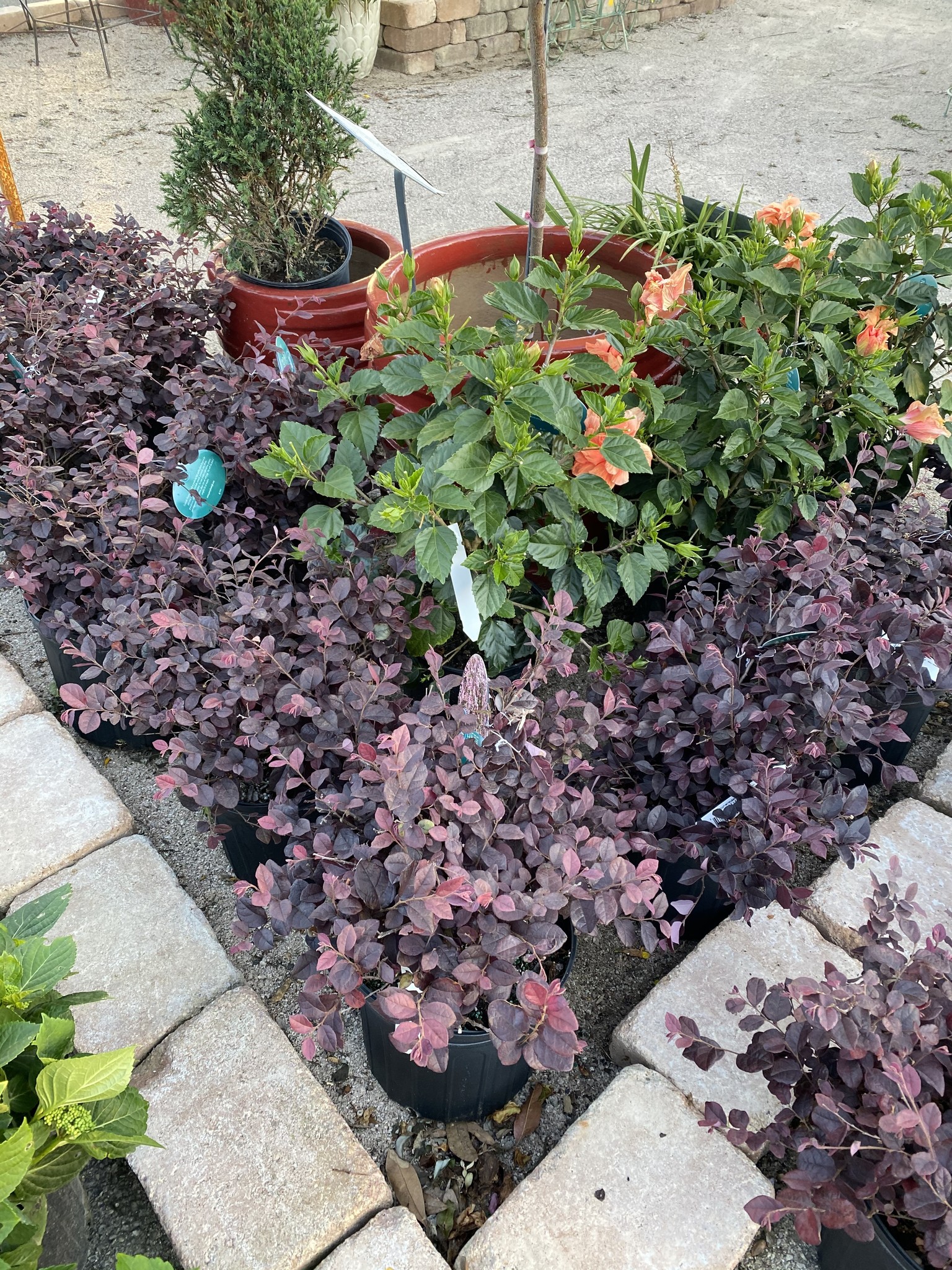 'LITTLE DAVID' LOROPETALUM, 3 GALLON