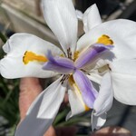 IRIS, 'WHITE AFRICAN', 1G