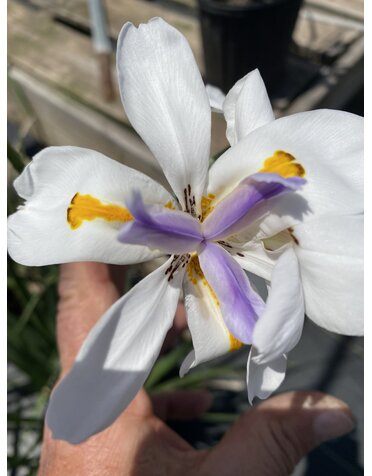 IRIS, 'WHITE AFRICAN', 1G*
