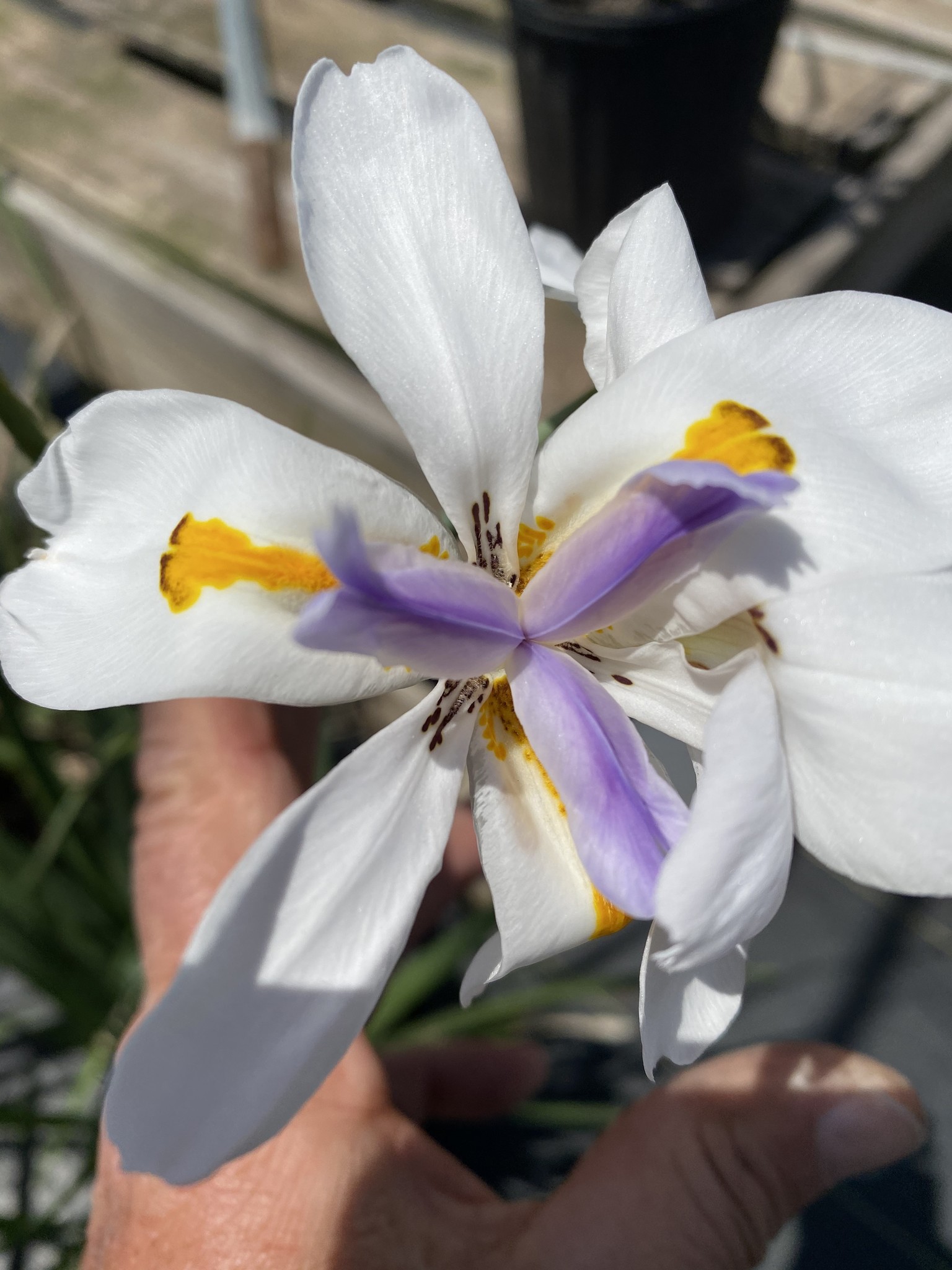 'WHITE AFRICAN' IRIS PLANT, 1 GALLON