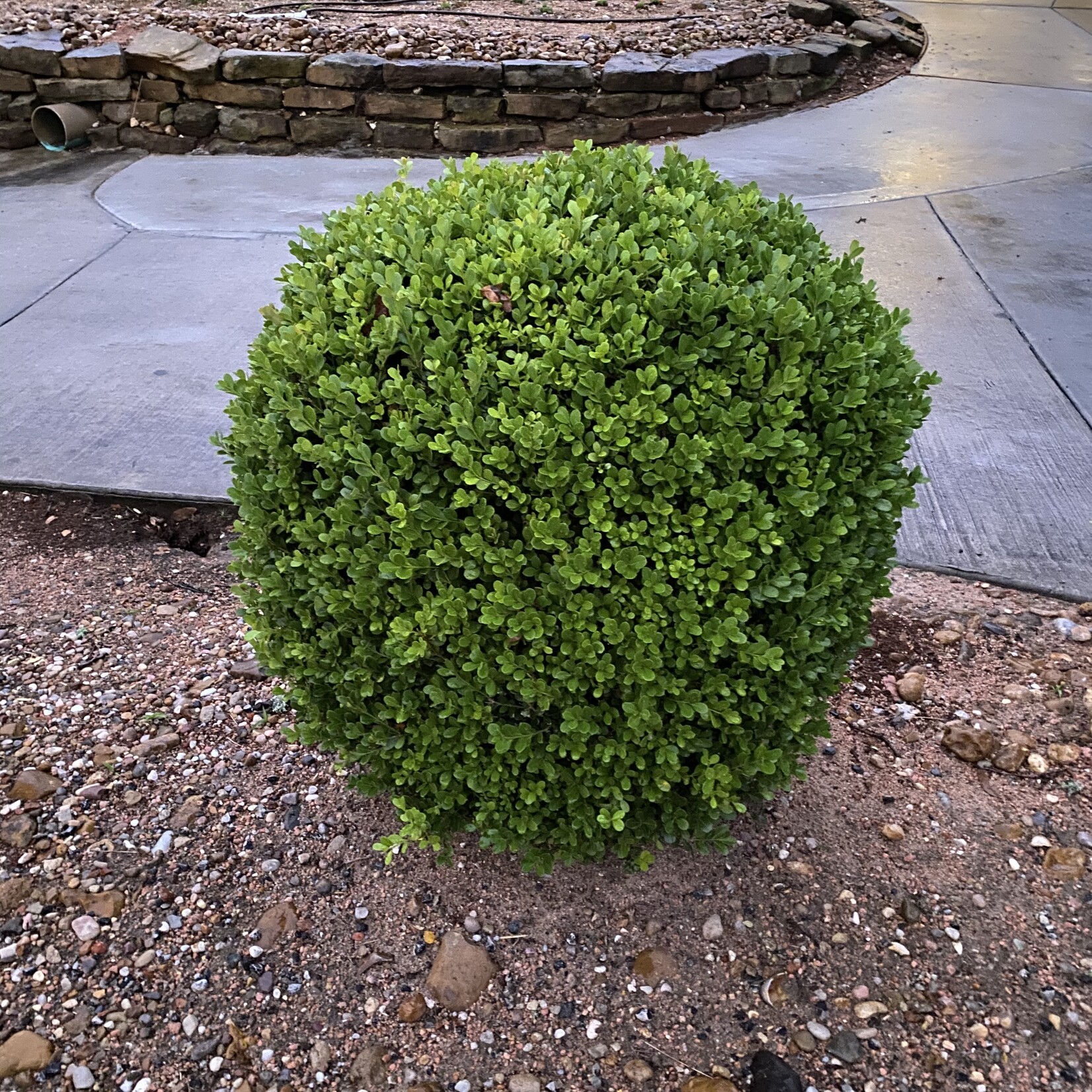 BOXWOOD, 'JAPANESE, 3G